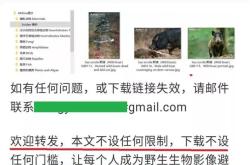 盗图侵权处理流程图片