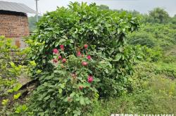 挤玫瑰花技巧要领