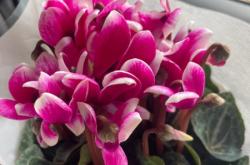 买家花呗虚假交易怎么办