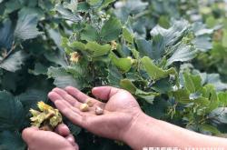 榛果虚假交易惩罚