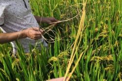 粮仓虚假交易怎么处罚的