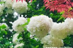 初盈之家虚假交易怎么处理