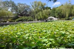 荷塘月色虚实结合在哪