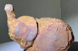 虚假的奇石交易是真的吗