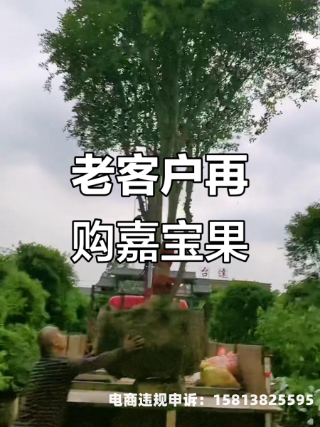 老顾客回购虚假交易怎么处理-第1张图片