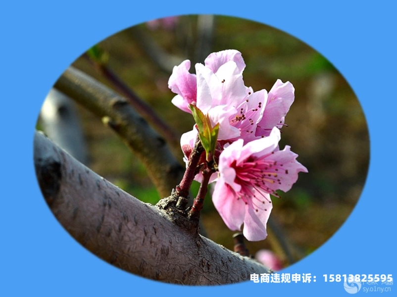 镇平虚假交易案件判决书-第2张图片