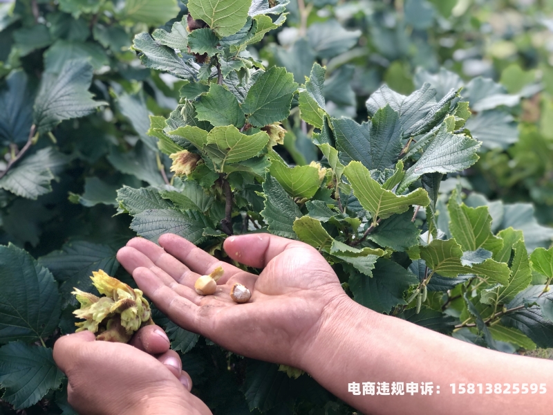榛果虚假交易惩罚-第1张图片