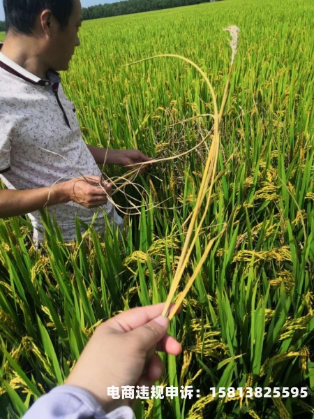 粮仓虚假交易怎么处罚的-第1张图片