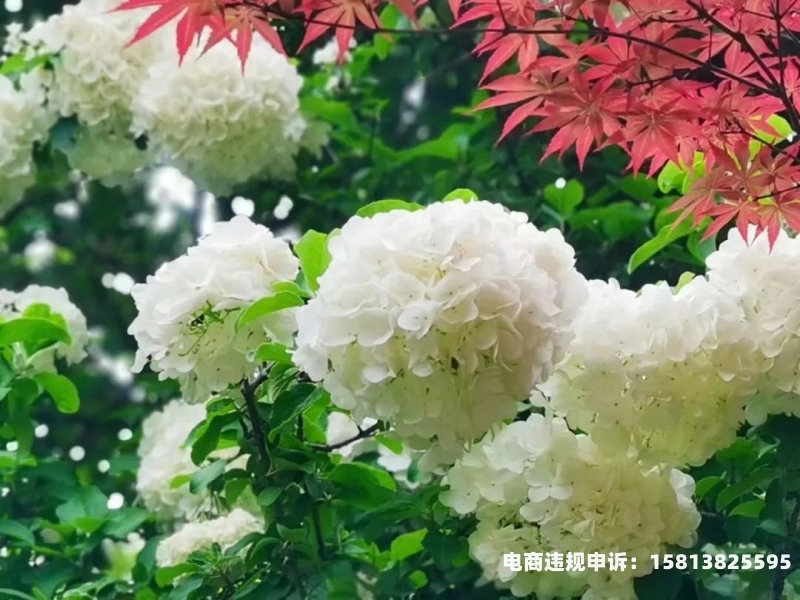 初盈之家虚假交易怎么处理-第1张图片