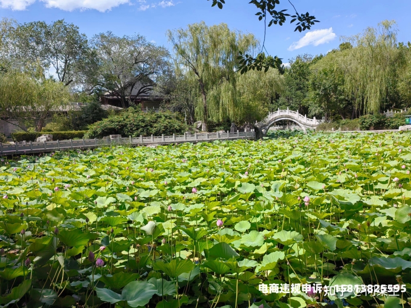 荷塘月色虚实结合在哪-第1张图片